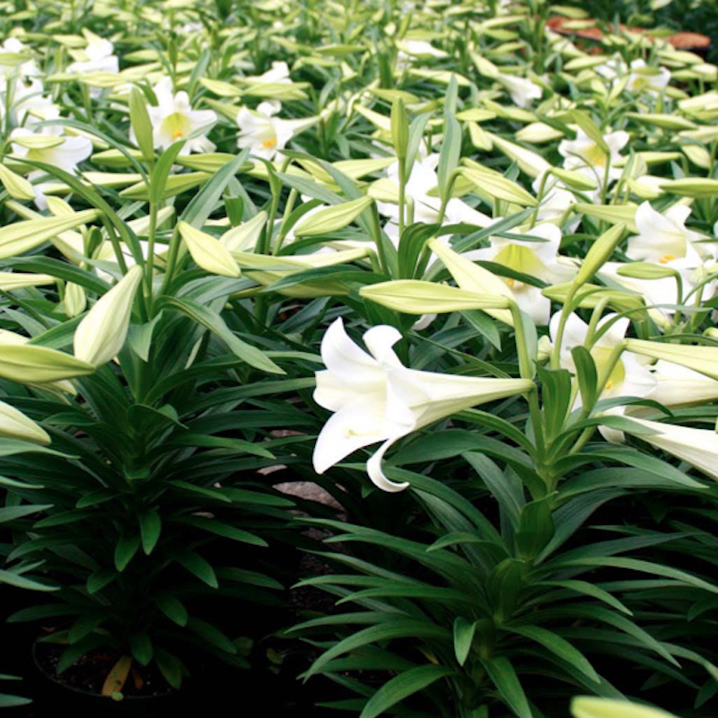 floriculture alto horticulture lighting